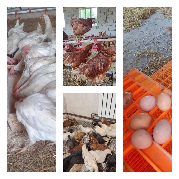 Продам кури несушки! Доставка безкоштовна. Хорол!