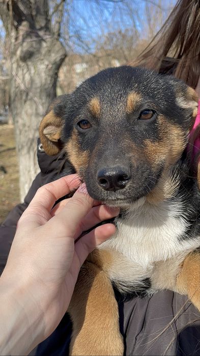 Ніжні дівчатка потребують дім!