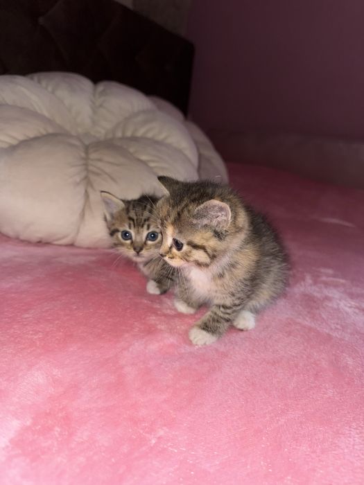 Віддам кошеня у добрі руки