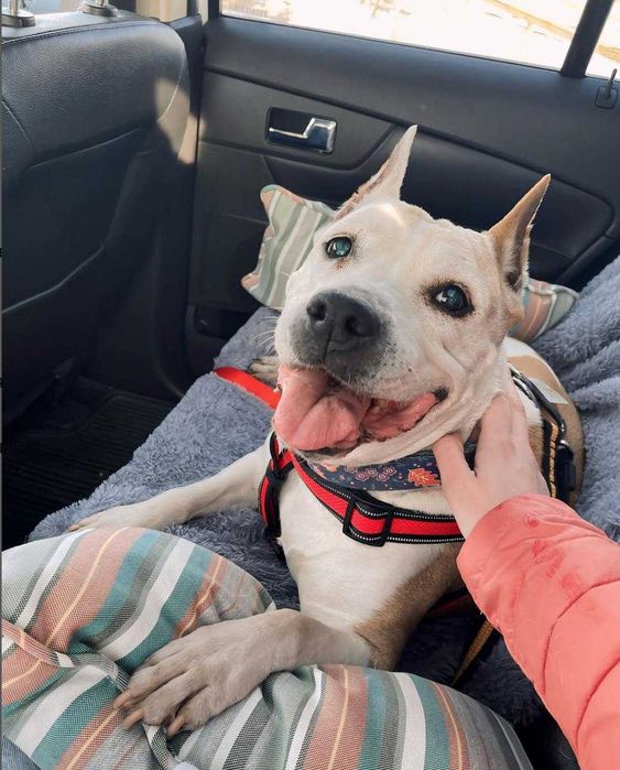 Перевезення тварин в США, Європу, Канаду. Доставка животных, pets