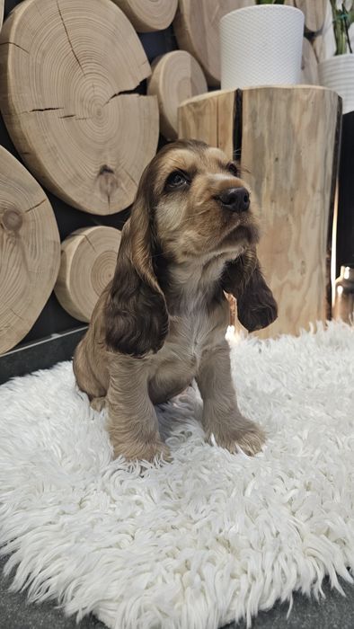 Cocker Spaniel Angielski