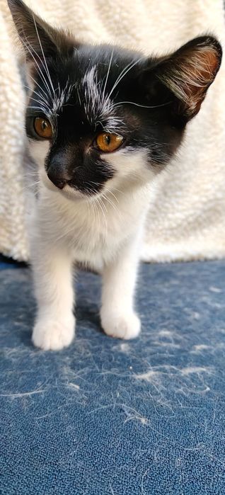 Młoda, zabawowa koteczka rozgląda się za kochającym opiekunem