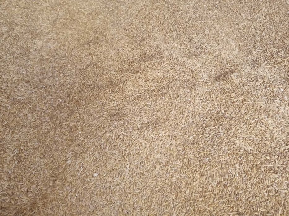 Продам ячмінь 25 року