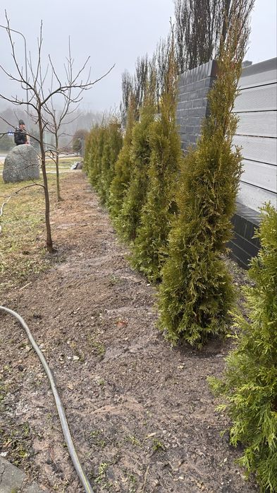 Tuja, tuje szmaragd. Duże, zdrowe sadzonki- wybierz sam .