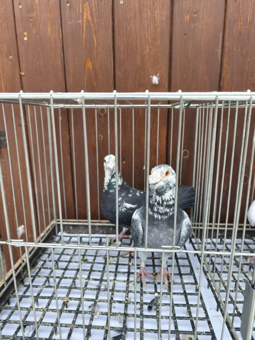 Mam do sprzedania gołębie.