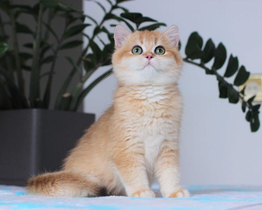 Британський котик та його друзі