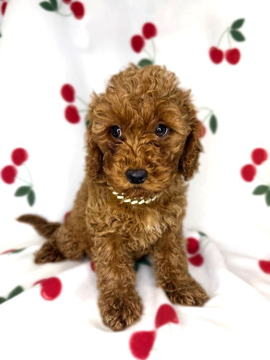 „BAILEY suczka Pudel Miniaturowy Brown