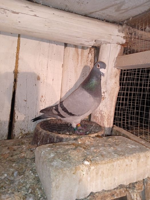 Gołębie pocztowe NL