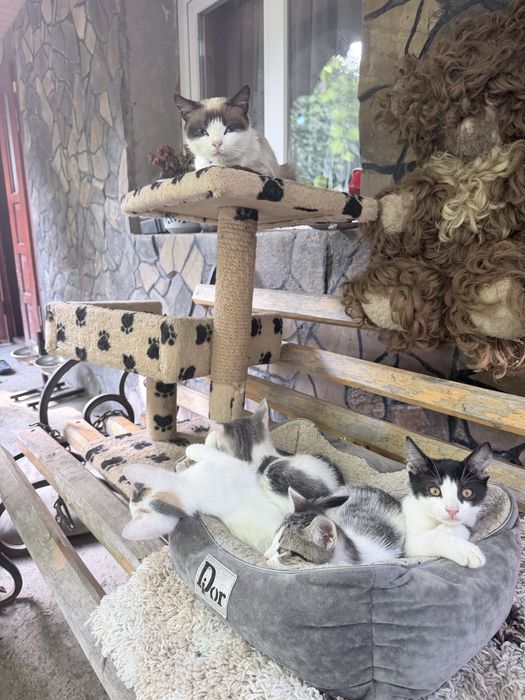 Кошенята в добрі руки