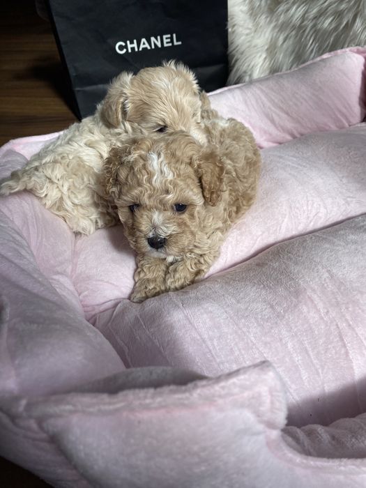 Карамельні красиві мальтипу