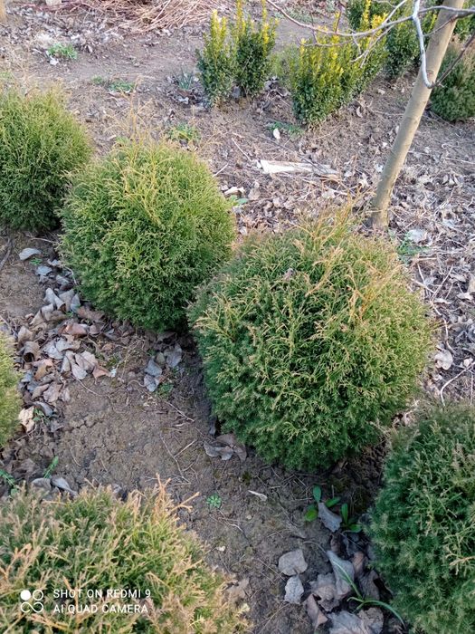 Продам Туя Ельвангера