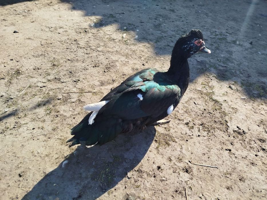 Чиста порода! Качка мускусна, індокачка, качур, розведення, на м'ясо