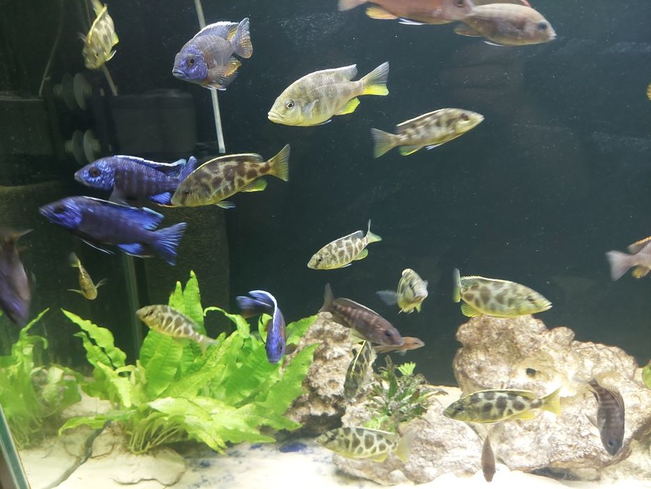 Aulonacary Red Empress