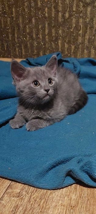 Сірий красень, котик