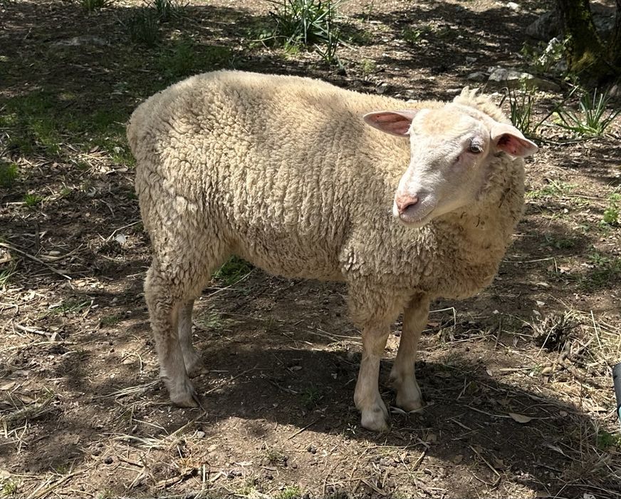 Borrego ILE de FRANCE