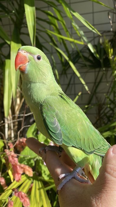 Ring neck domesticado