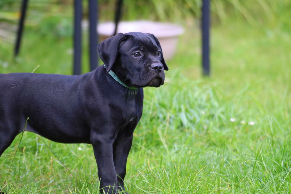 Czarna Suczka Cane Corso FCI "TORVI"