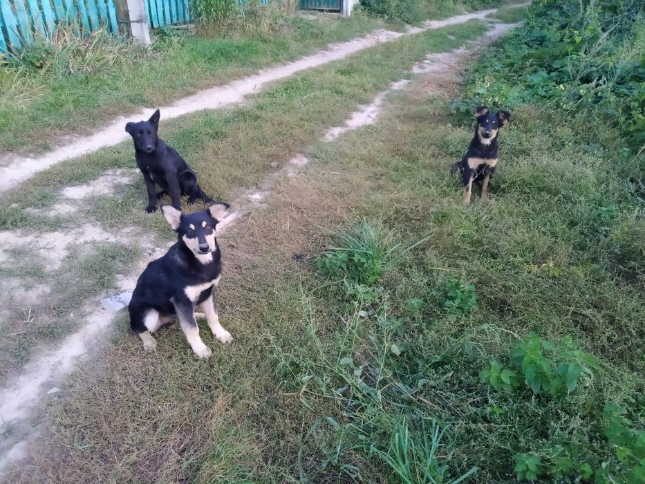 Собачки 6 міс. безкоштовно