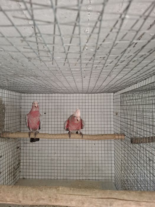 Casal catatuas galah