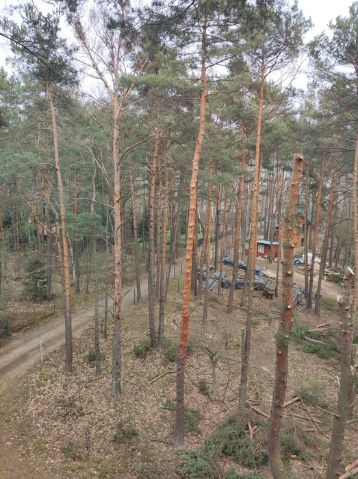 Wycinka drzew. Usługi ogrodnicze.