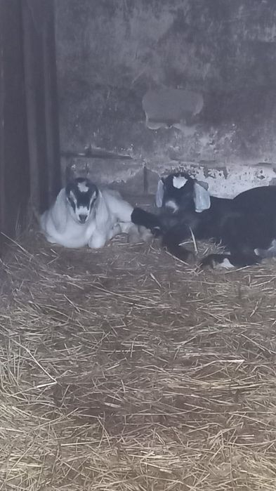 Козлята ищут дом