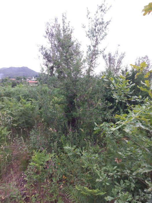 Vendo Oliveiras p/jardim