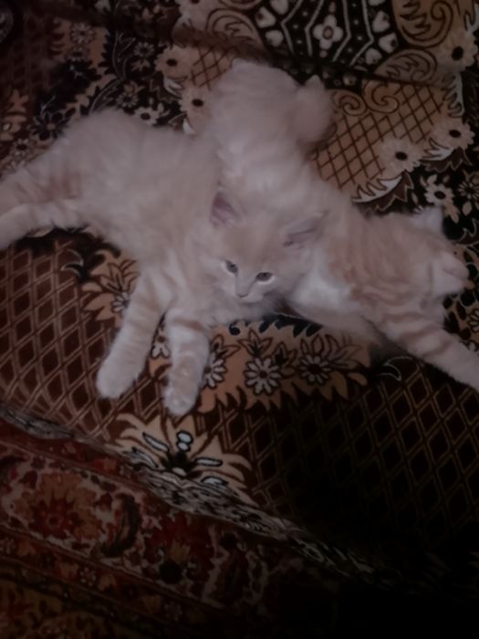 Шикарные пацаны мейнкуны