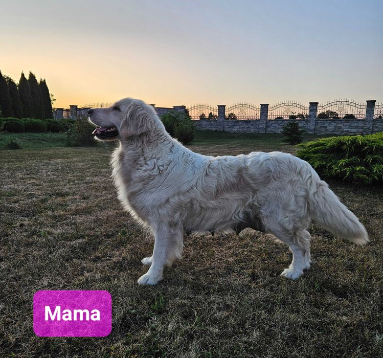 Golden Retriever szczeniak