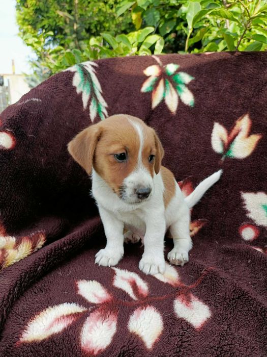 Wzorcowy Jack Russell terrier piękny exterrier rodzice FCI