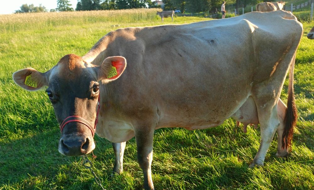 Krowa Jersey sześcioletnia