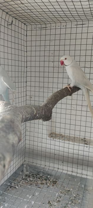 Casal de ringneck