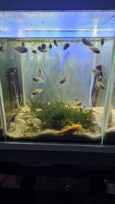 Ninhada de ciclidios