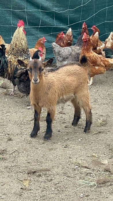 Cabras  Anãs criadas em liberdade