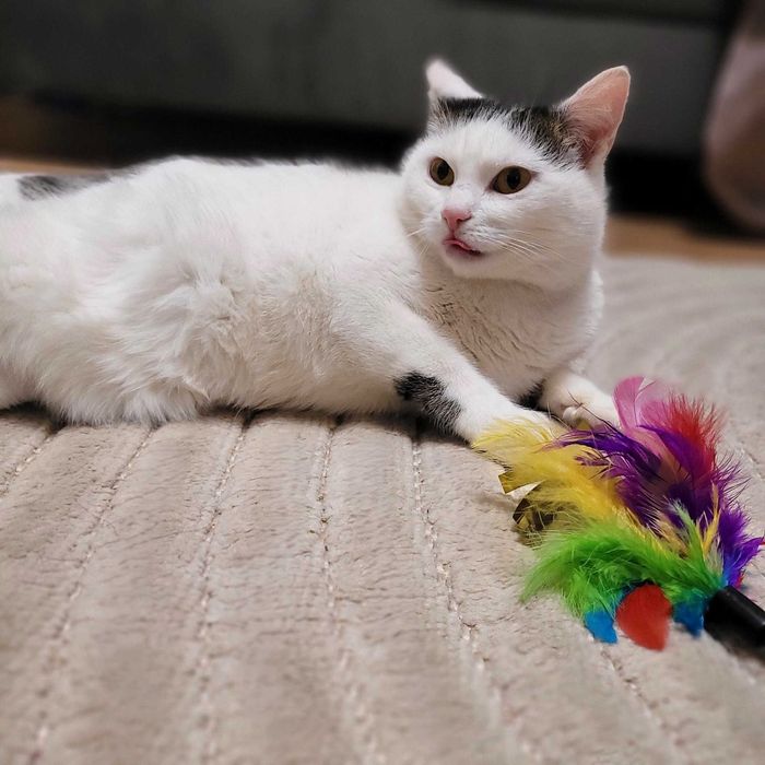 Jagusia cudowna kotka szuka domu