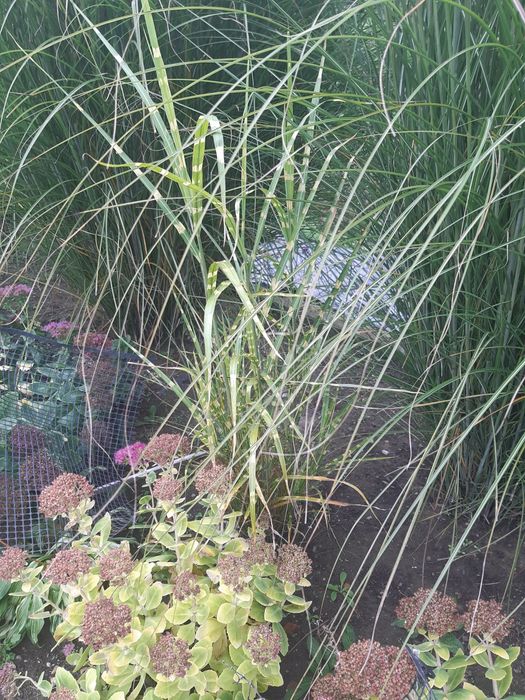 Trawy ozdobne zebra