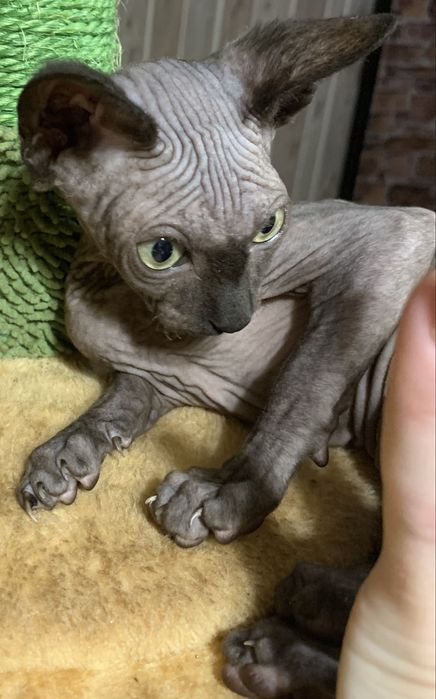 Sfinks kanadyjski czarny słodziak do odbioru. Rodowód