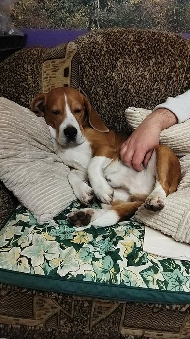 Чистокровний Бігль Кобель В'язка