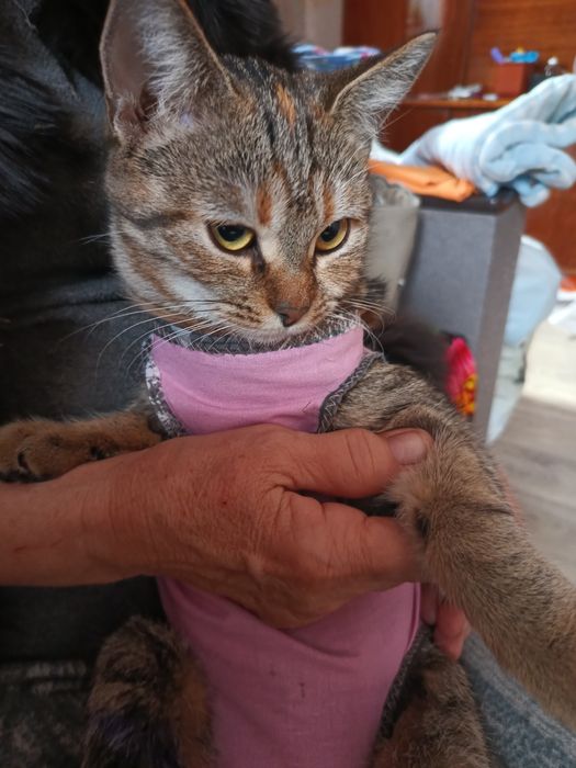 Віддам у добрі руки котиків