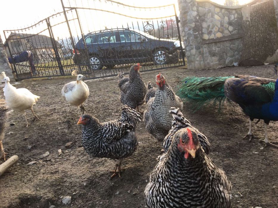 Кури амрокс