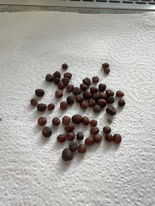 Nasiona palmy Waszyngtonia Robusta, palma meksykanska