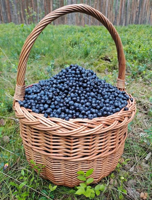 Jagody - ostatnie zamówienie na jutro