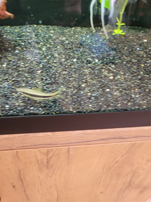 Ryby kosiarki okolo 8cm