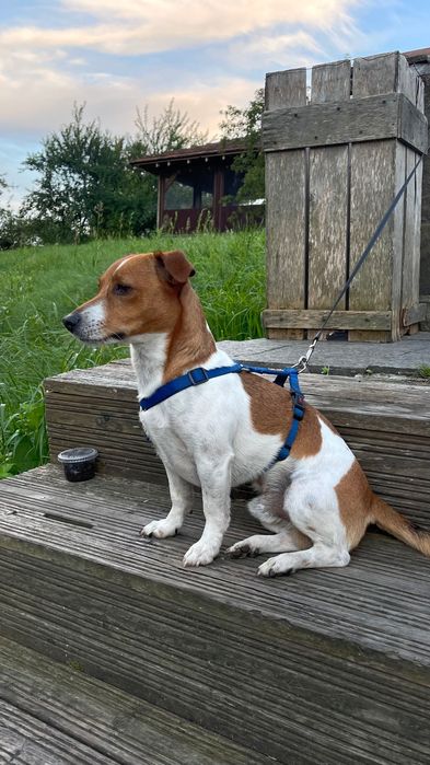 Джек Рассел терʼєр шукає дівчинку для в’язки.