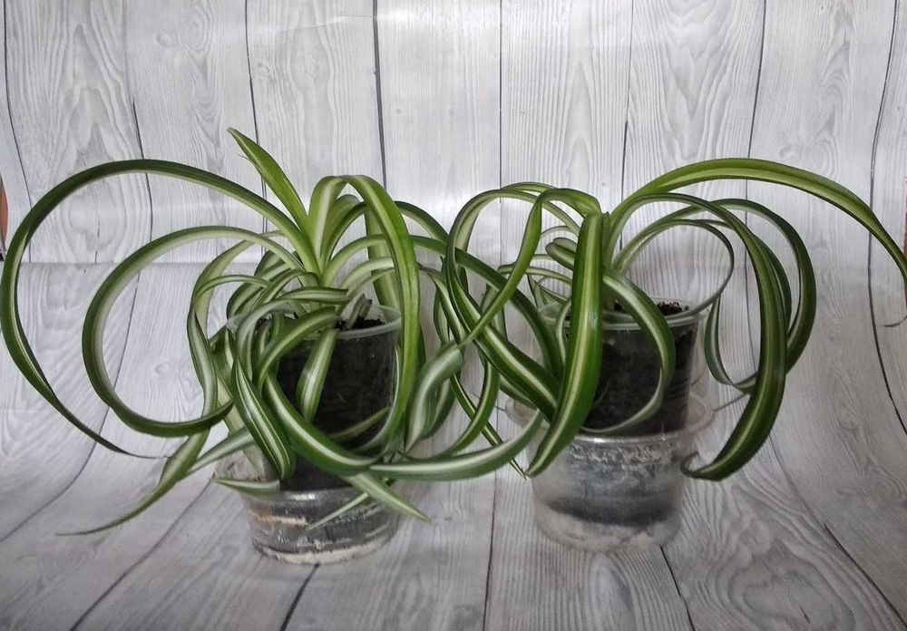 Комнатные растения (5 видов)