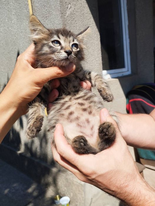 Тигровый котенок бесплатно