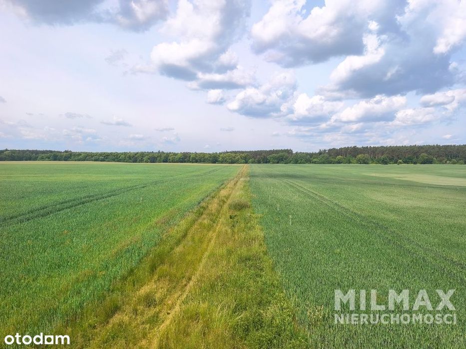 Duża działka rolna 16,45 ha – gmina Mieszkowice - Widok 5