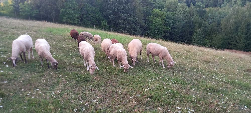 sprzedam owce, jagnieta i tryka