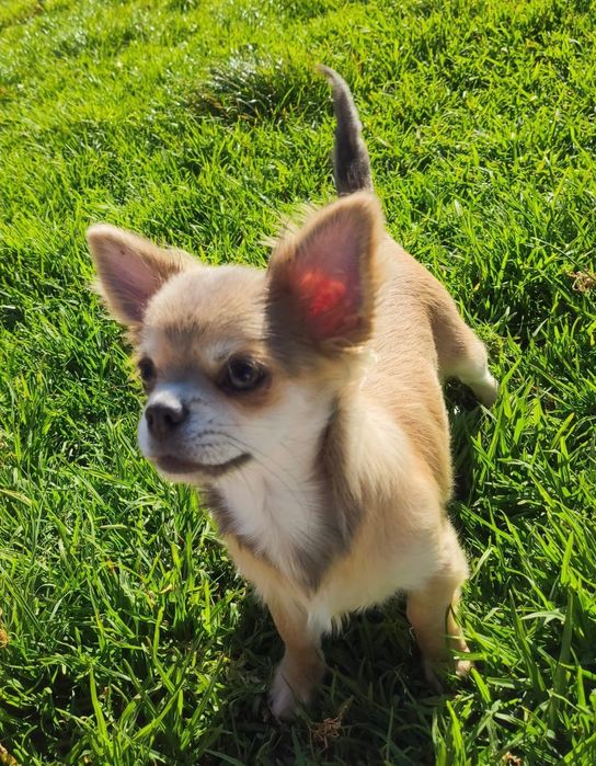 Chihuahua macho pêlo comprido