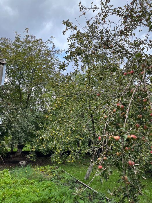 Продаж житлових будинків