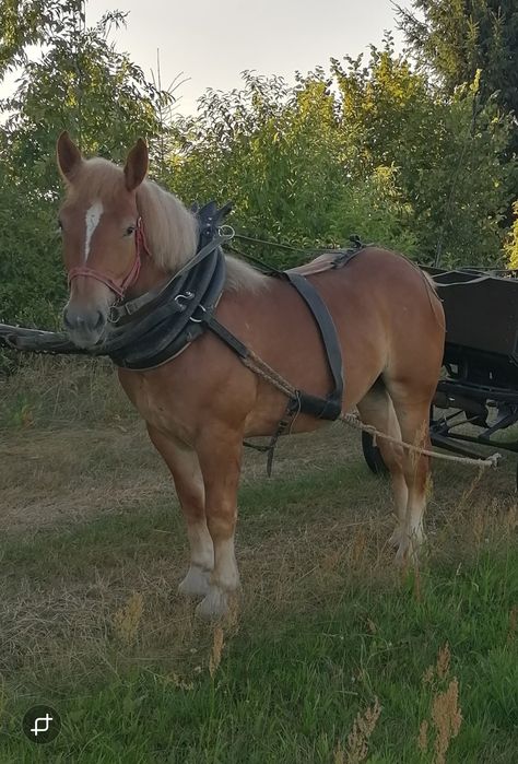 Klacz Zimnokrwista Źrebna